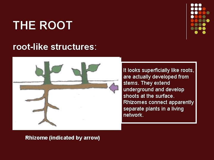 THE ROOT root-like structures: It looks superficially like roots, are actually developed from stems.