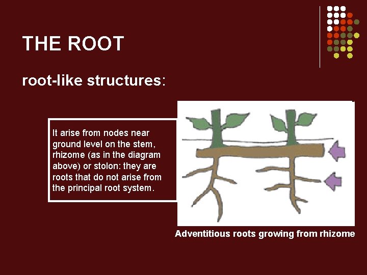 THE ROOT root-like structures: It arise from nodes near ground level on the stem,