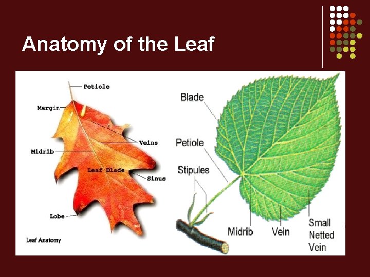 Anatomy of the Leaf 