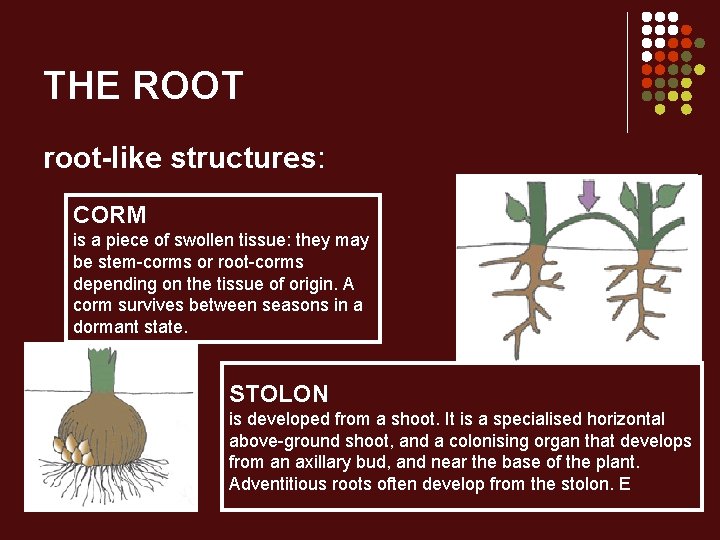 THE ROOT root-like structures: CORM is a piece of swollen tissue: they may be