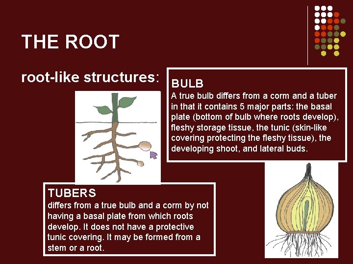 THE ROOT root-like structures: BULB A true bulb differs from a corm and a