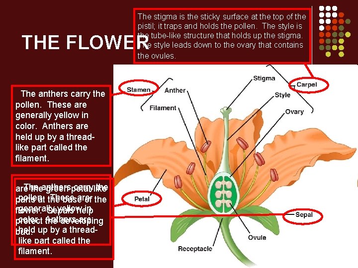 The stigma is the sticky surface at the top of the pistil; it traps