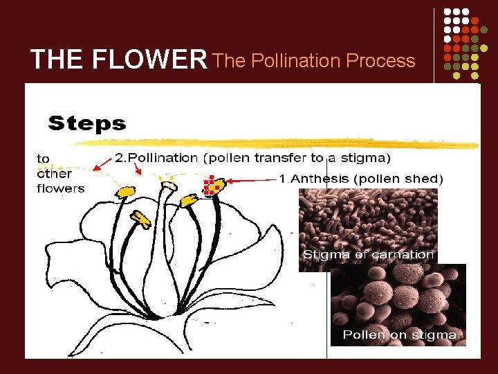 THE FLOWER The Pollination Process 