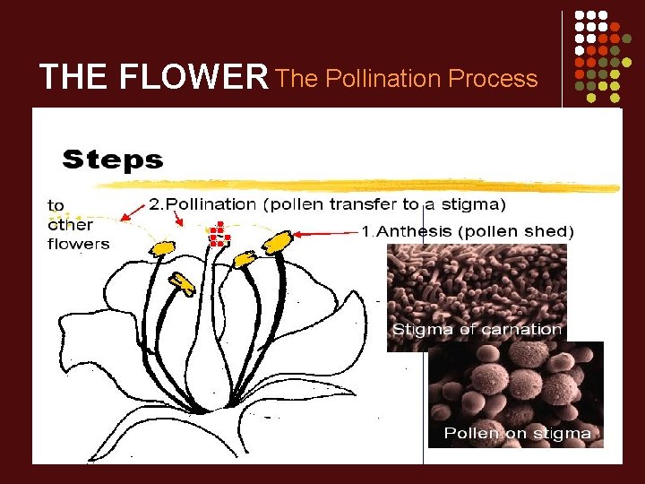 THE FLOWER The Pollination Process 