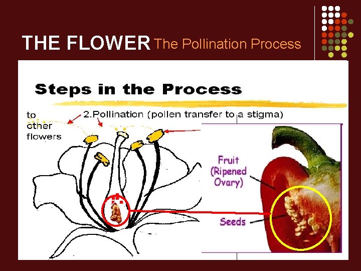 THE FLOWER The Pollination Process 