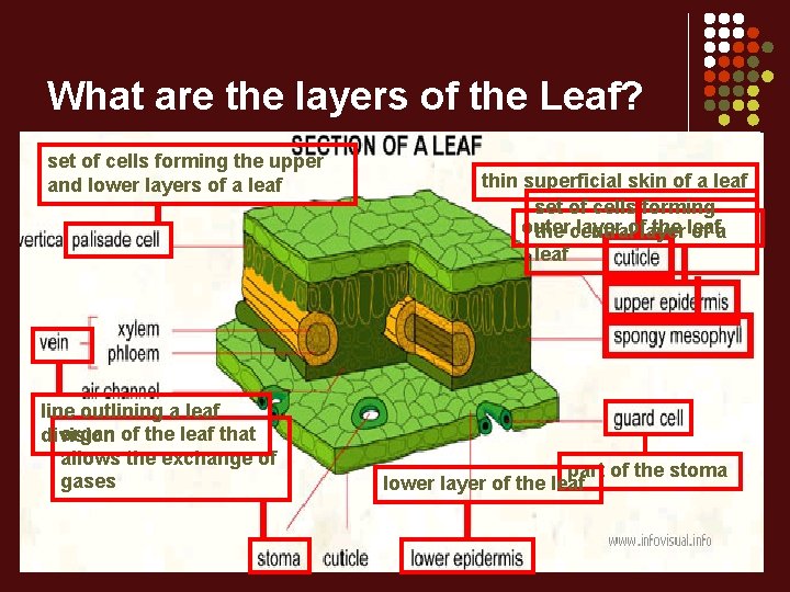 What are the layers of the Leaf? set of cells forming the upper and