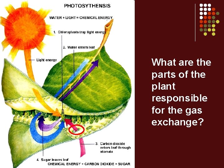 What are the parts of the plant responsible for the gas exchange? 