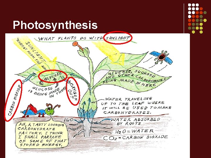 Photosynthesis 
