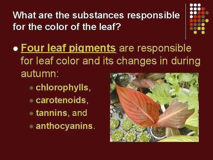 What are the substances responsible for the color of the leaf? l Four leaf