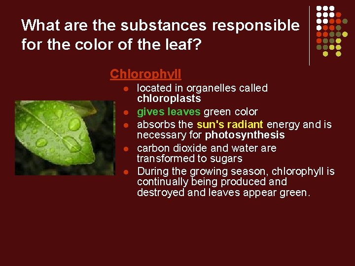 What are the substances responsible for the color of the leaf? Chlorophyll l l