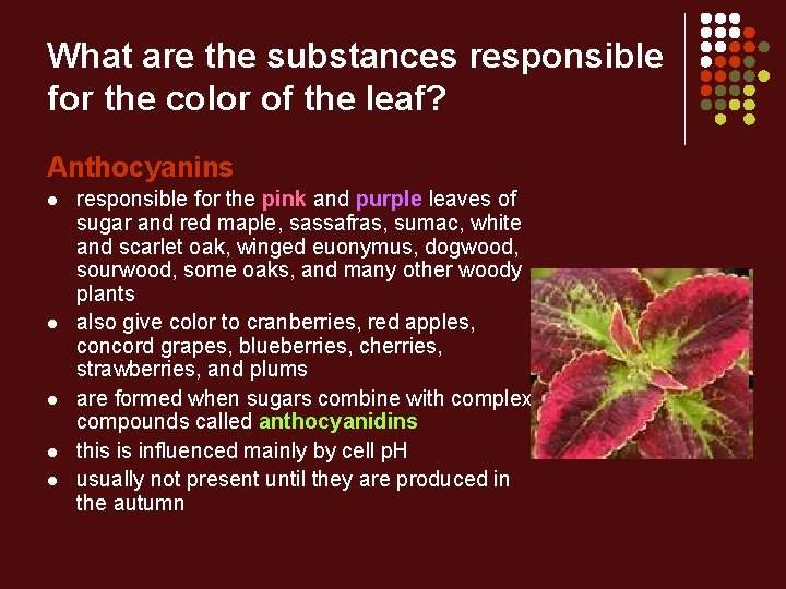 What are the substances responsible for the color of the leaf? Anthocyanins l l