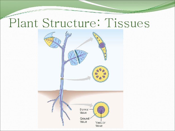 Plant Structure: Tissues 