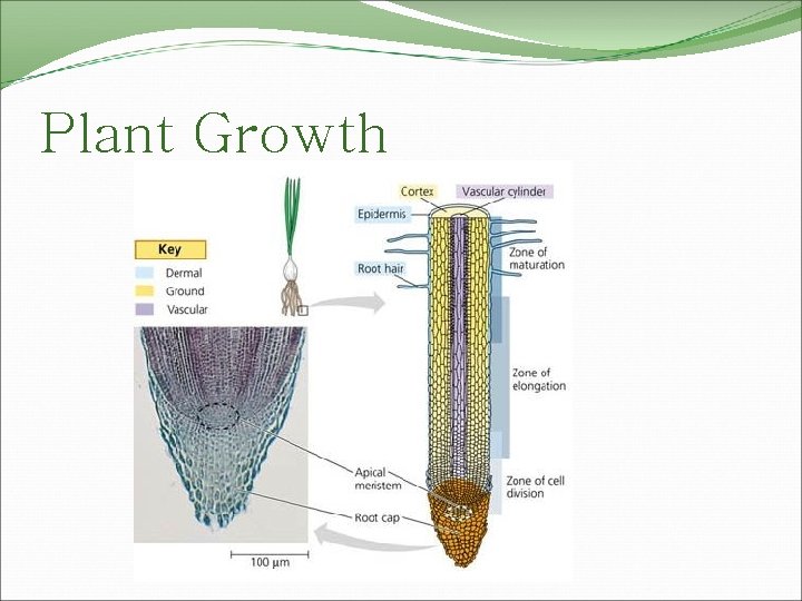 Plant Growth 