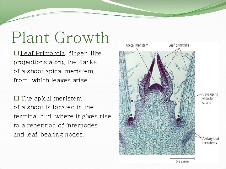 Plant Growth � Leaf Primordia: finger-like projections along the flanks of a shoot apical