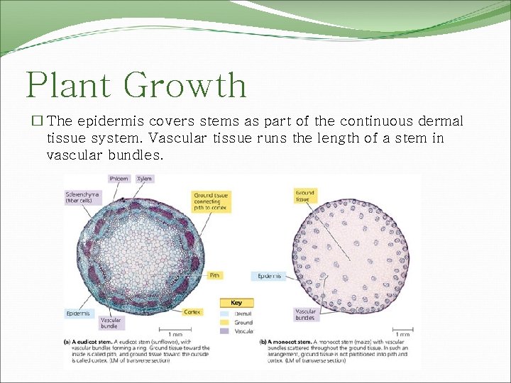 Plant Growth � The epidermis covers stems as part of the continuous dermal tissue