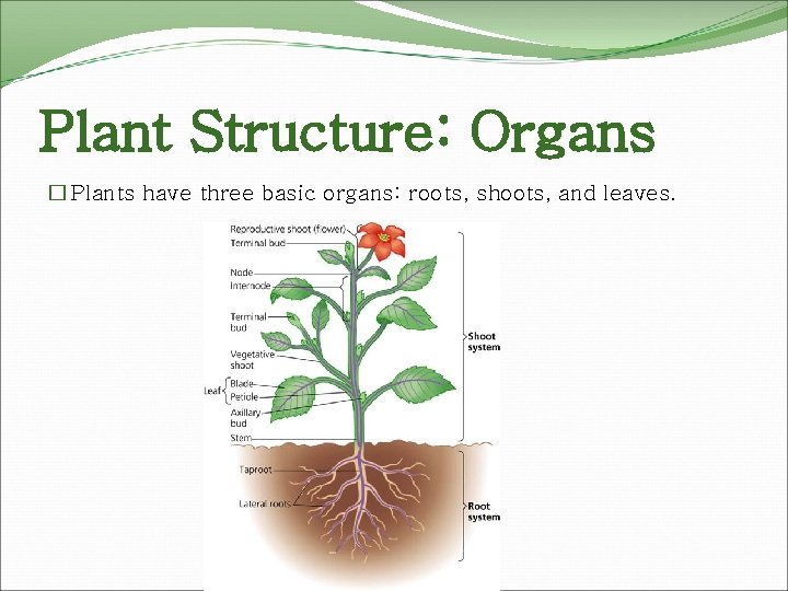 Plant Structure: Organs � Plants have three basic organs: roots, shoots, and leaves. 