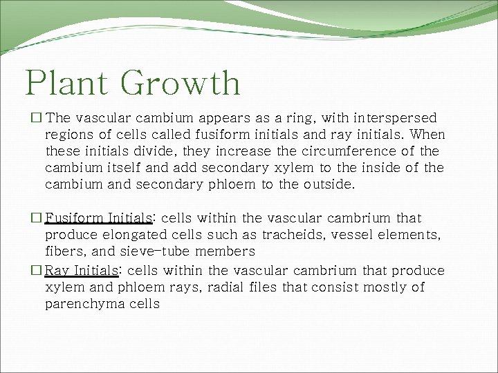 Plant Growth � The vascular cambium appears as a ring, with interspersed regions of