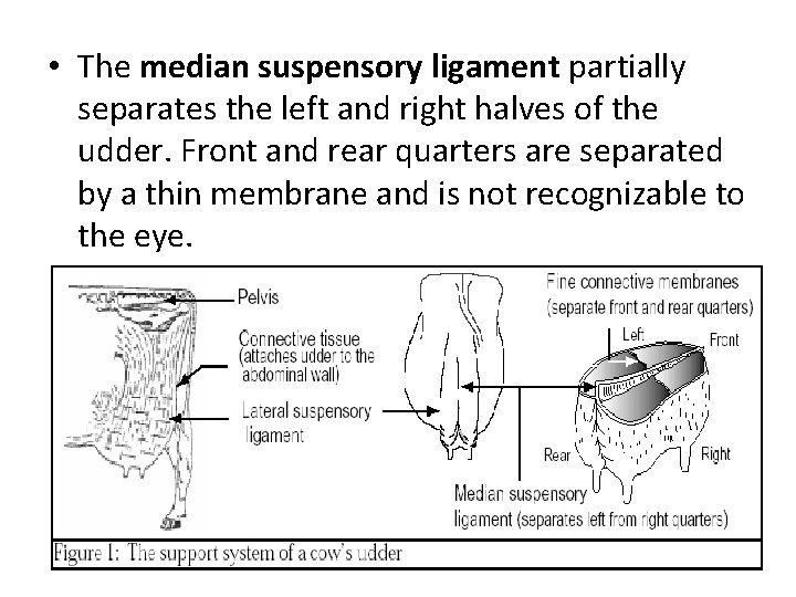  • The median suspensory ligament partially separates the left and right halves of