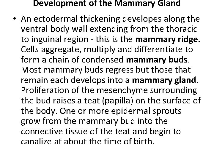Development of the Mammary Gland • An ectodermal thickening developes along the ventral body