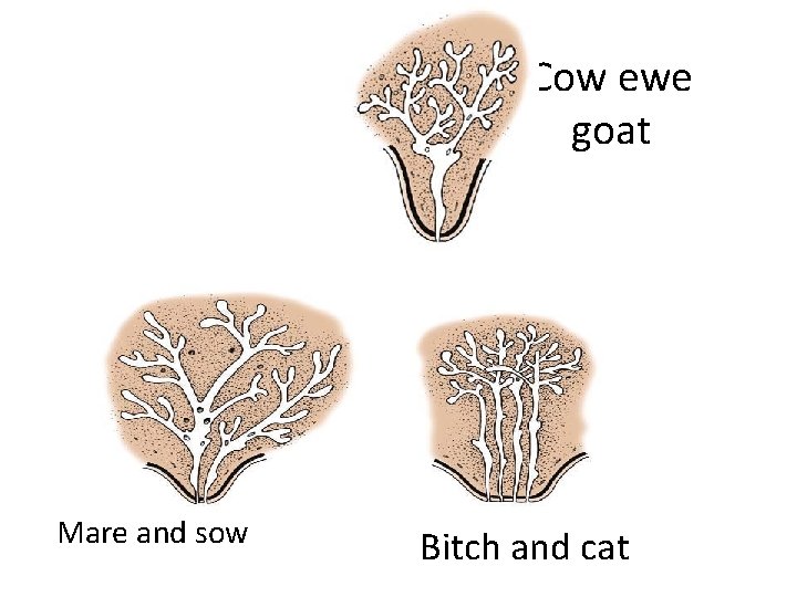 Cow ewe goat Mare and sow Bitch and cat 