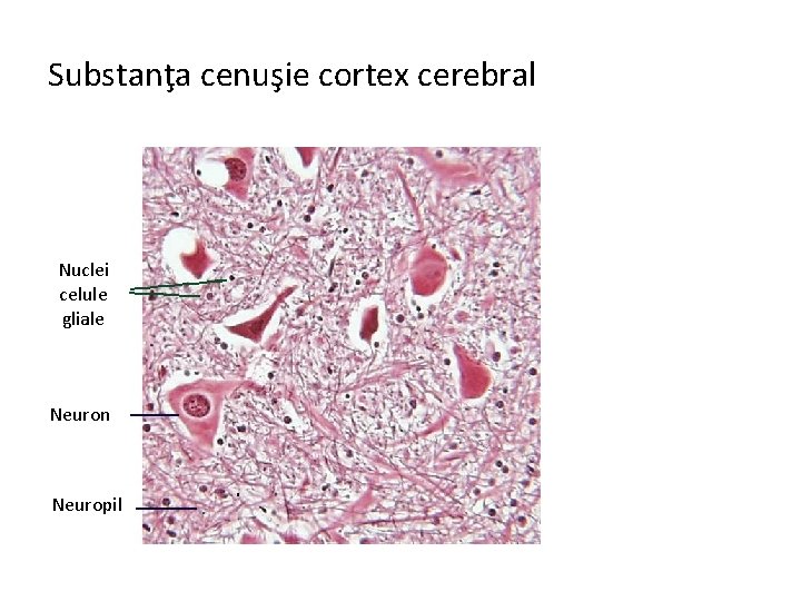 Substanţa cenuşie cortex cerebral Nuclei celule gliale Neuron Neuropil 