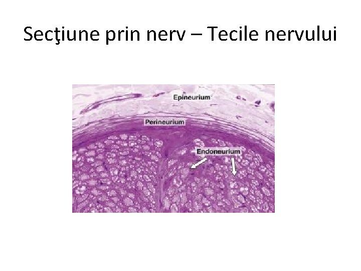 Secţiune prin nerv – Tecile nervului 