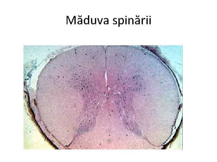 Măduva spinării 