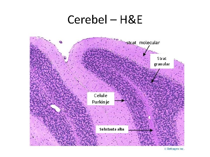 Cerebel – H&E strat Strat granular Celule Purkinje Substanta alba 