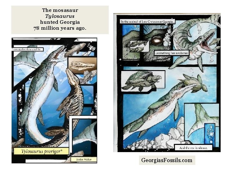 The mosasaur Tylosaurus hunted Georgia 78 million years ago. Georgias. Fossils. com 