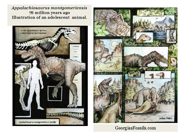 Appalachiosaurus montgomeriensis 78 million years ago Illustration of an adolescent animal. Georgias. Fossils. com