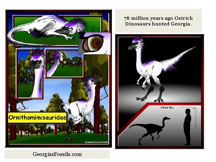78 million years ago Ostrich Dinosaurs hunted Georgias. Fossils. com 
