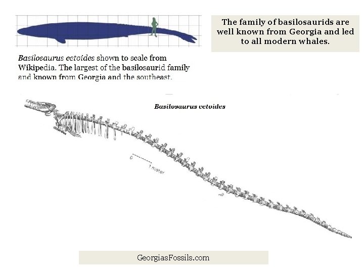 The family of basilosaurids are well known from Georgia and led to all modern