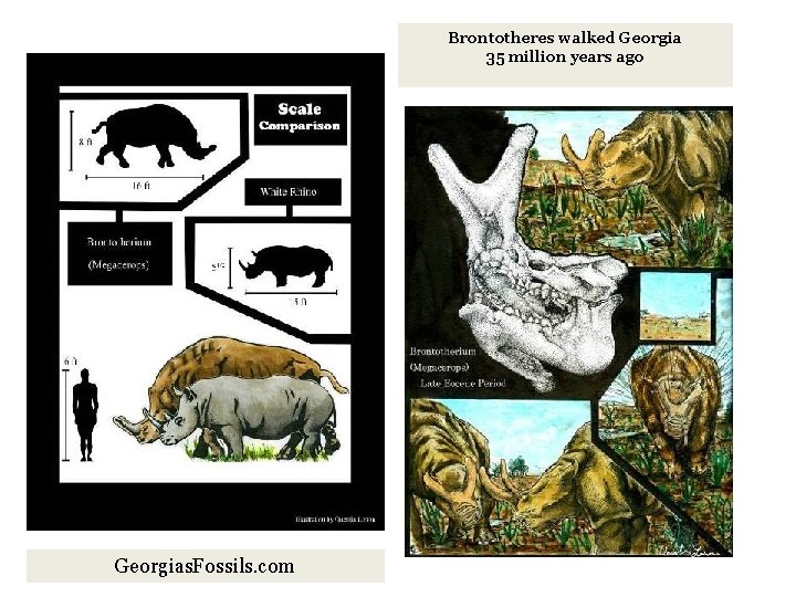 Brontotheres walked Georgia 35 million years ago Georgias. Fossils. com 