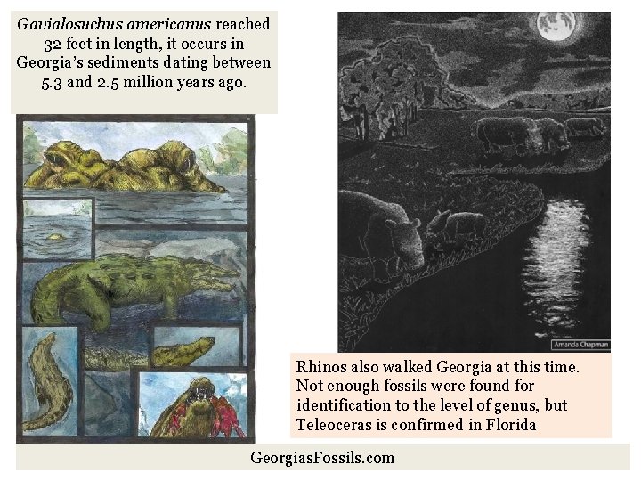 Gavialosuchus americanus reached 32 feet in length, it occurs in Georgia’s sediments dating between