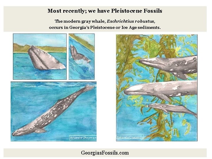 Most recently; we have Pleistocene Fossils The modern gray whale, Eschrichtius robustus, occurs in
