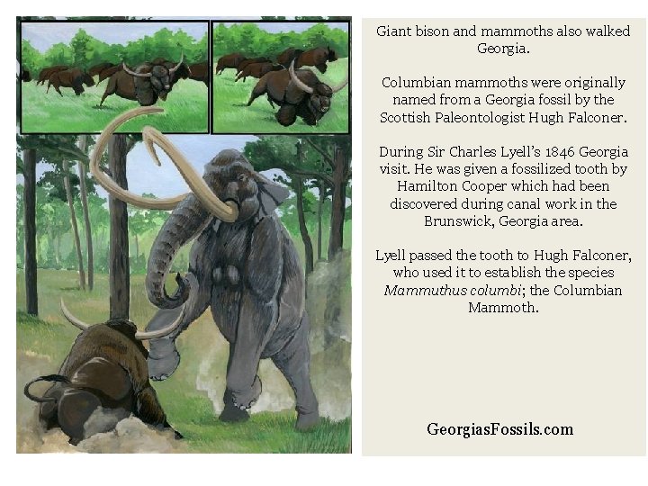 Giant bison and mammoths also walked Georgia. Columbian mammoths were originally named from a