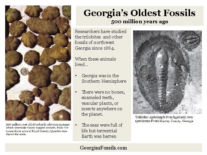 Georgia’s Oldest Fossils 500 million years ago Researchers have studied the trilobites and other