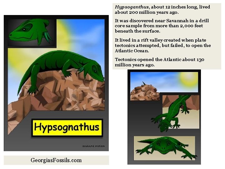 Hypsoganthus, about 12 inches long, lived about 200 million years ago. It was discovered