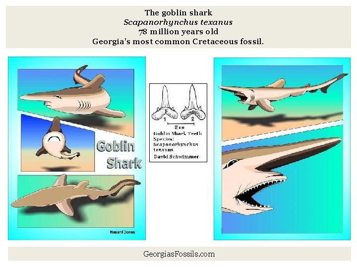 The goblin shark Scapanorhynchus texanus 78 million years old Georgia’s most common Cretaceous fossil.