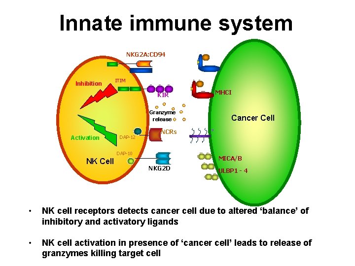 Innate immune system NKG 2 A: CD 94 Inhibition ITIM MHCI KIR Granzyme release