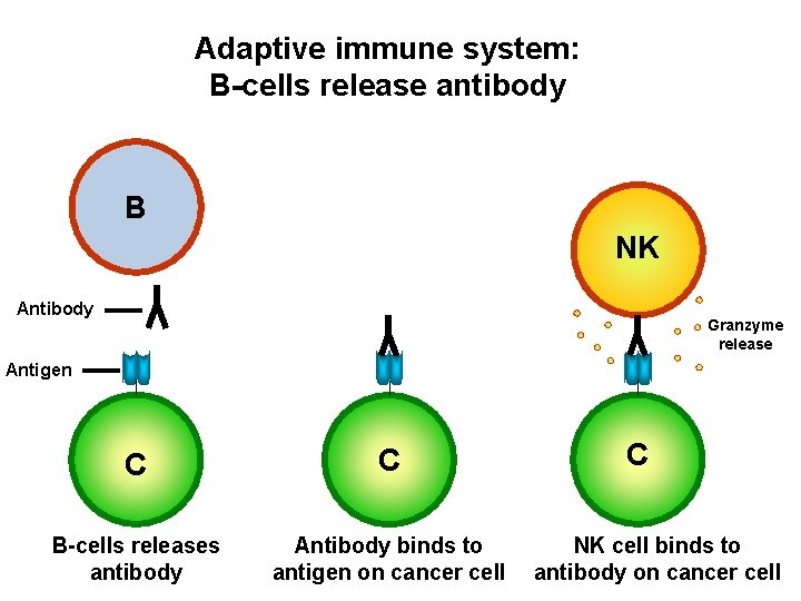 Adaptive immune system: B-cells release antibody B NK Antibody Granzyme release Antigen C C