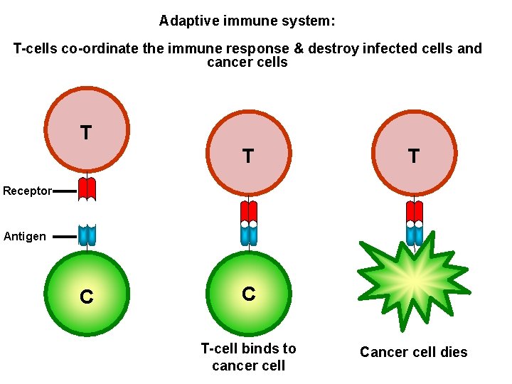 Adaptive immune system: T-cells co-ordinate the immune response & destroy infected cells and cancer