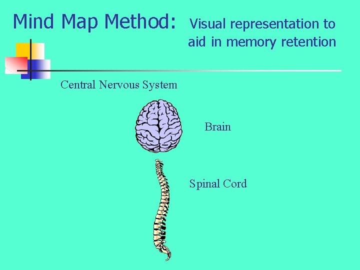 Mind Map Method: Visual representation to aid in memory retention Central Nervous System Brain