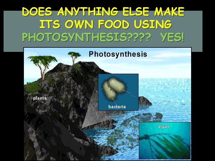 DOES ANYTHING ELSE MAKE ITS OWN FOOD USING PHOTOSYNTHESIS? ? YES! 