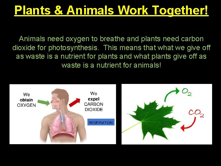 Plants & Animals Work Together! Animals need oxygen to breathe and plants need carbon