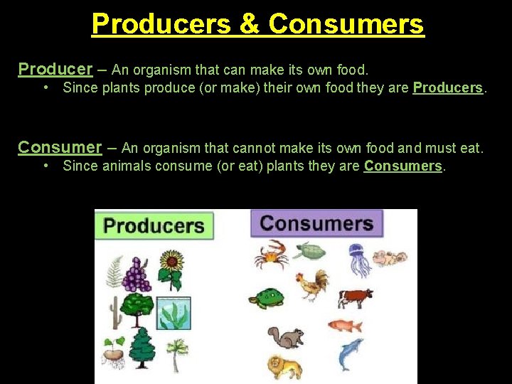 Producers & Consumers Producer – An organism that can make its own food. •
