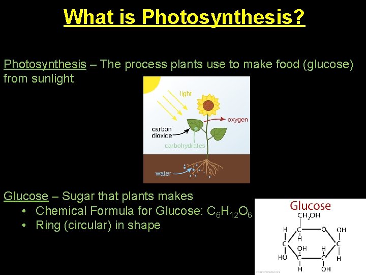 What is Photosynthesis? Photosynthesis – The process plants use to make food (glucose) from