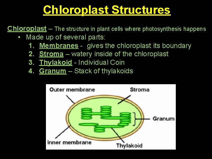 Chloroplast Structures Chloroplast – The structure in plant cells where photosynthesis happens • Made