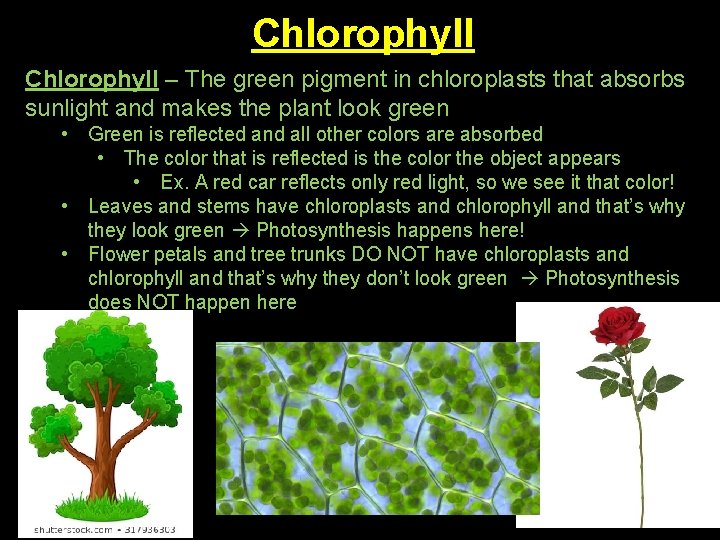 Chlorophyll – The green pigment in chloroplasts that absorbs sunlight and makes the plant