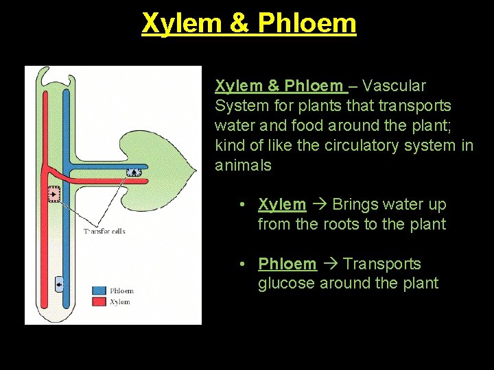Xylem & Phloem – Vascular System for plants that transports water and food around